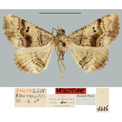 /filer/webapps/moths/media/images/A/afar_Acantholipes_HT_MNHN.jpg