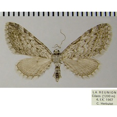 /filer/webapps/moths/media/images/G/graphiticata_Eupithecia_AF_ZSM_01.jpg