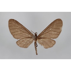 /filer/webapps/moths/media/images/D/decaryi_Fletcherinia_A_BMNH.jpg