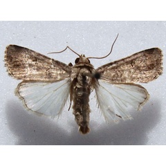 /filer/webapps/moths/media/images/C/cilium_Spodoptera_A_Goff.jpg