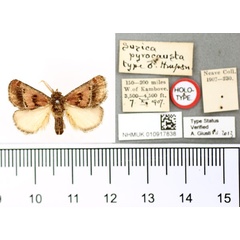 /filer/webapps/moths/media/images/P/pyrocausta_Susica_HT_BMNH.jpg