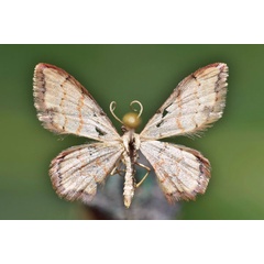 /filer/webapps/moths/media/images/S/sublimbaria_Idaea_A_Butler.jpg