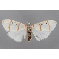 /filer/webapps/moths/media/images/D/delicata_Cyana_A_BMNH.jpg