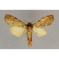 /filer/webapps/moths/media/images/A/abdominalis_Stenarctia_HT_BMNH.jpg