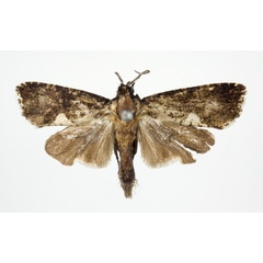 /filer/webapps/moths/media/images/A/angolensis_Dracontogena_AM_KSund_01.jpg