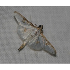 /filer/webapps/moths/media/images/M/metallata_Palpita_A_Jorpeland.jpg