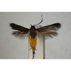 /filer/webapps/moths/media/images/H/homalocrossa_Eretmocera_A_BMNH.jpg