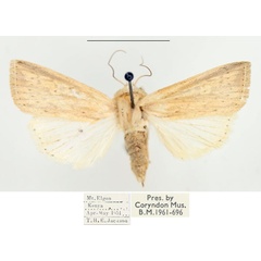 /filer/webapps/moths/media/images/N/nebulosa_Mythimna_AF_BMNH.jpg
