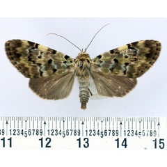 /filer/webapps/moths/media/images/O/olivaria_Eudrapa_AF_BMNH.jpg