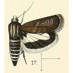 /filer/webapps/moths/media/images/A/albiciliata_Atychia_HT_Walsingham_1891_3-17.jpg