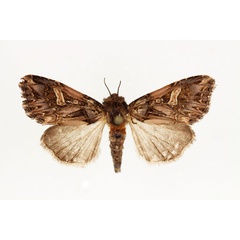 /filer/webapps/moths/media/images/U/unguiculata_Odontestra_AF_RMCA.jpg