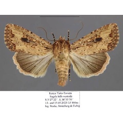 /filer/webapps/moths/media/images/L/languida_Mythimna_AM_Stadie.jpg