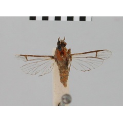 /filer/webapps/moths/media/images/E/exochiformis_Camaegeria_HT_BMNH.jpg