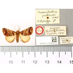 /filer/webapps/moths/media/images/J/jacksoni_Macroplectra_HT_BMNH.jpg