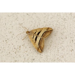 /filer/webapps/moths/media/images/S/subcurvaria_Chiasmia_A_Voaden.jpg