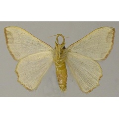 /filer/webapps/moths/media/images/F/fifensis_Victoria_AM_ZSMb.jpg