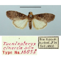 /filer/webapps/moths/media/images/C/cinerea_Taeniopteryx_HT_TMSA.jpg
