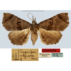 /filer/webapps/moths/media/images/M/malgassica_Caryonopera_AT_MNHN.jpg