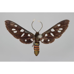 /filer/webapps/moths/media/images/P/phaeobasis_Amata_HT_BMNH.jpg