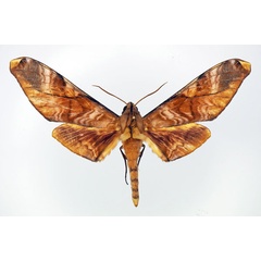 /filer/webapps/moths/media/images/H/hornimani_Rhadinopasa_AM_Basquin.jpg