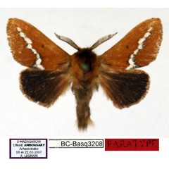 /filer/webapps/moths/media/images/L/legraini_Callipozoma_PT_Basquin.jpg
