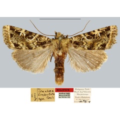 /filer/webapps/moths/media/images/L/limbulata_Trachea_HT_MNHN.jpg