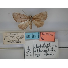 /filer/webapps/moths/media/images/A/albicostata_Metaleptina_HT_RMCA_01.jpg