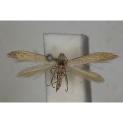 /filer/webapps/moths/media/images/C/cathareuta_Bedellia_ST_BMNH.jpg