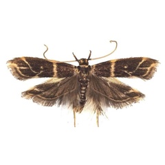/filer/webapps/moths/media/images/P/pedalis_Dragmatucha_HT_BMNH.jpg