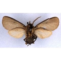 /filer/webapps/moths/media/images/P/priscilla_Metarctia_HT_BMNH_02.jpg