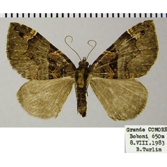 /filer/webapps/moths/media/images/N/nesaea_Ecpetala_AF_ZSMa.jpg