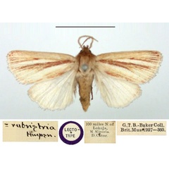 /filer/webapps/moths/media/images/M/multistriata_Timora_LT_BMNH.jpg
