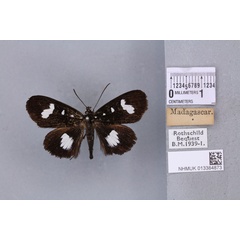 /filer/webapps/moths/media/images/L/lasti_Rothia_STM_BMNH_02a.jpg