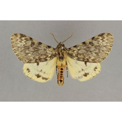/filer/webapps/moths/media/images/A/affinis_Paramaenas_AM_BMNH.jpg