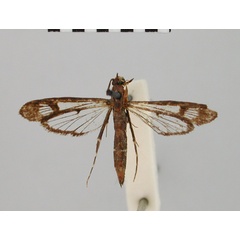 /filer/webapps/moths/media/images/A/amorpha_Chamanthedon_HT_BMNH.jpg