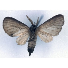 /filer/webapps/moths/media/images/G/grisescens_Apisa_PT_RBINS_02.jpg