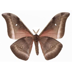 /filer/webapps/moths/media/images/A/alcinoe_Bunaea_AM_Basquinb.jpg