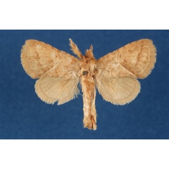 /filer/webapps/moths/media/images/O/oyiekeae_Shimonia_AM_Lehmann.jpg
