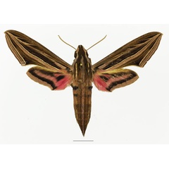 /filer/webapps/moths/media/images/O/osiris_Hippotion_AF_Basquin_02a.jpg
