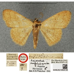 /filer/webapps/moths/media/images/R/rufolutaria_Scopula_HT_BMNH.jpg