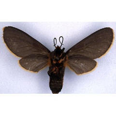 /filer/webapps/moths/media/images/F/flaviciliata_Metarctia_PLT_BMNH_02.jpg