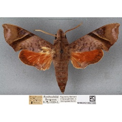 /filer/webapps/moths/media/images/N/nitida_Temnora_ST_BMNHa.jpg