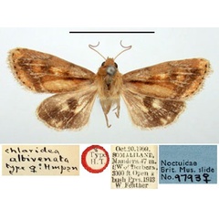 /filer/webapps/moths/media/images/A/albivenata_Chloridea_HT_BMNH.jpg