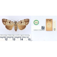 /filer/webapps/moths/media/images/M/metaphaearia_Tachosa_HT_BMNH.jpg
