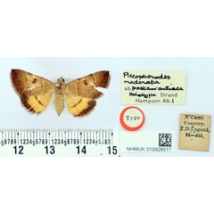 /filer/webapps/moths/media/images/P/postaurantiaca_Plecopterodes_HT_BMNH.jpg