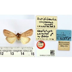/filer/webapps/moths/media/images/R/rufescens_Aspidifrontia_NAT_BMNH.jpg