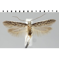 /filer/webapps/moths/media/images/A/albicostella_Athrips_HT_ZMHB.jpg