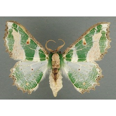 /filer/webapps/moths/media/images/M/mirabilis_Victoria_AF_TMSA.jpg