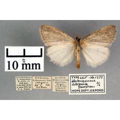 /filer/webapps/moths/media/images/A/albigrisea_Westermannia_A_OUMNH_02.jpg