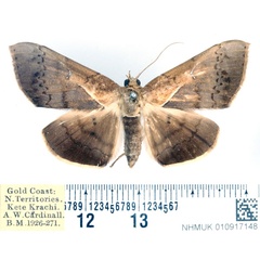 /filer/webapps/moths/media/images/P/partita_Gorua_AF_BMNH_02.jpg